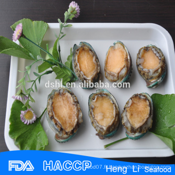 Wholesales lipal abalone en coquille